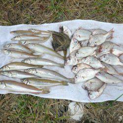 洲本砂場でキス狙い