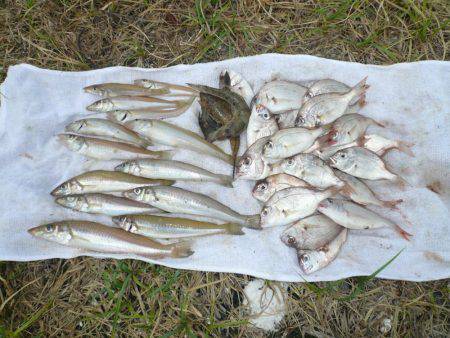 洲本砂場でキス狙い