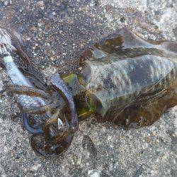 タチウオ＆アオリ