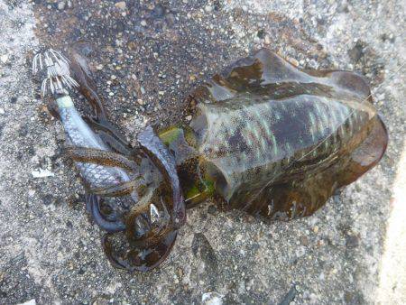 タチウオ＆アオリ