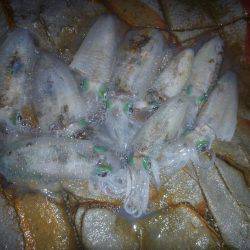 雨の中での釣果