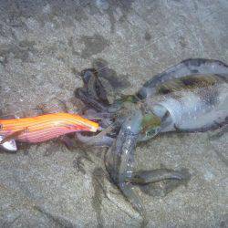 久しぶりの中紀エギング