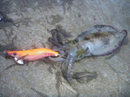 久しぶりの中紀エギング