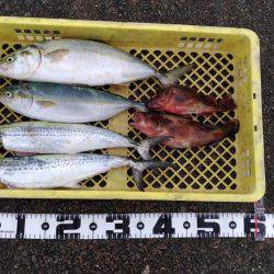 台風後の恩恵！青物ナブラ止まず！