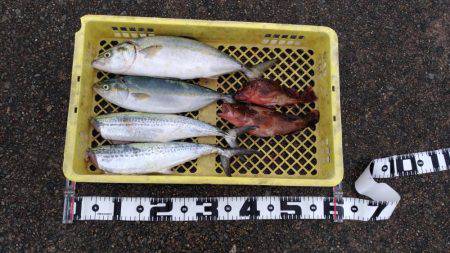 台風後の恩恵！青物ナブラ止まず！