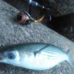 ワインドタチウオ