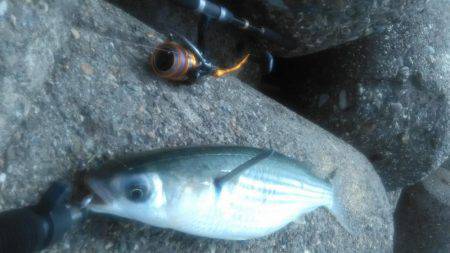 ワインドタチウオ