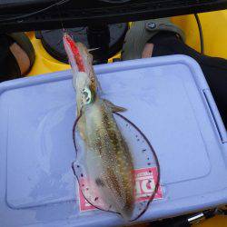 ジギングからのエギング