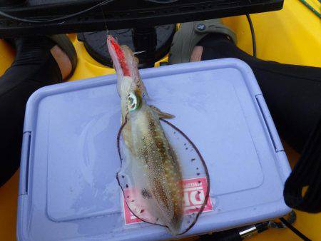 ジギングからのエギング