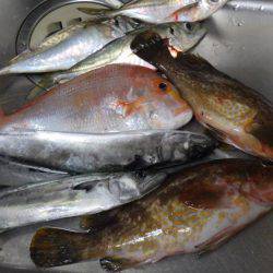 マイカヤック釣行　結構釣れました