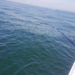 須磨で太刀魚②