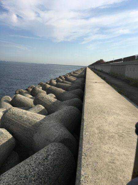 朝タチ   サゴシ不発