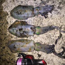 田ノ浦漁港エギング13回目