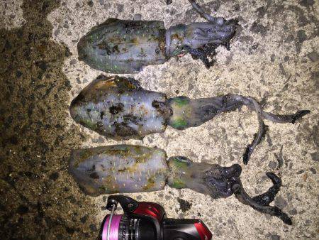 田ノ浦漁港エギング13回目