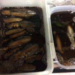 アオリ・ケンサキ