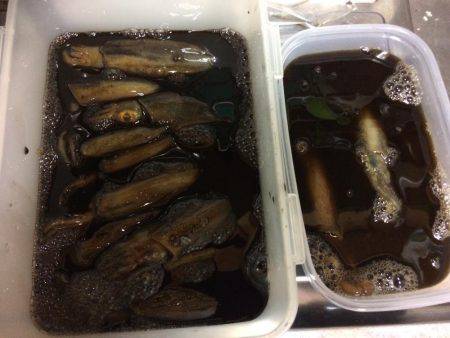 アオリ・ケンサキ