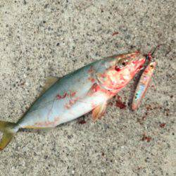 エギングジギング