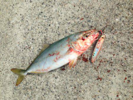 エギングジギング