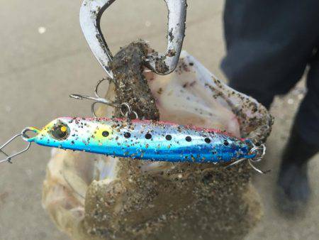 秋ヒラメ開幕へ