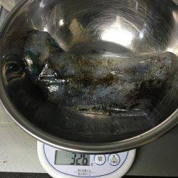 エギングバトル