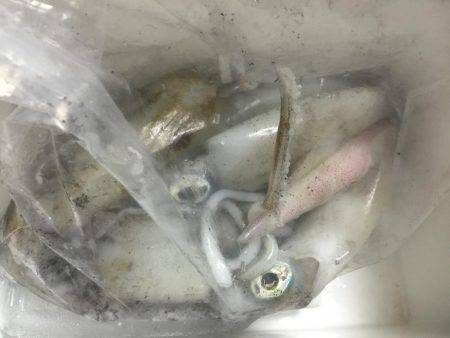 雨の中でのボートエギング