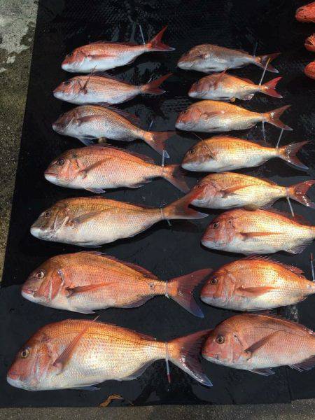 デカ オニカサゴ、真鯛、獲ったど〜