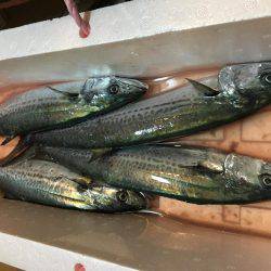 サゴシがおった、、、