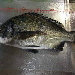 ウルメイワシ、アジ、チヌ