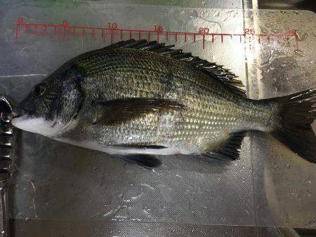 ウルメイワシ、アジ、チヌ