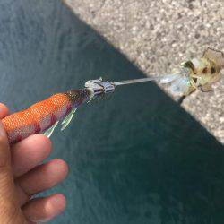 秋イカエギング