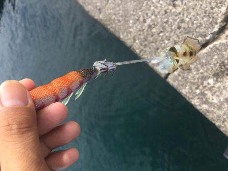 秋イカエギング