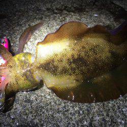 夕マヅメ強風エギング