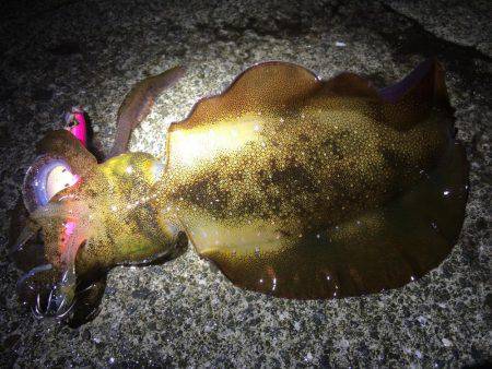 夕マヅメ強風エギング