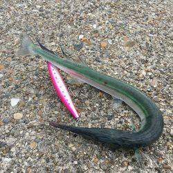 帰り際のシーバスヒット!