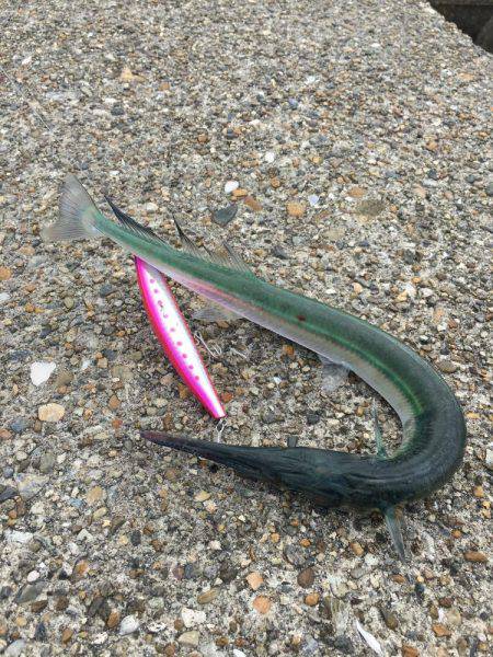 帰り際のシーバスヒット!