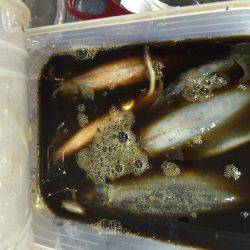 イカ釣り  虎之介