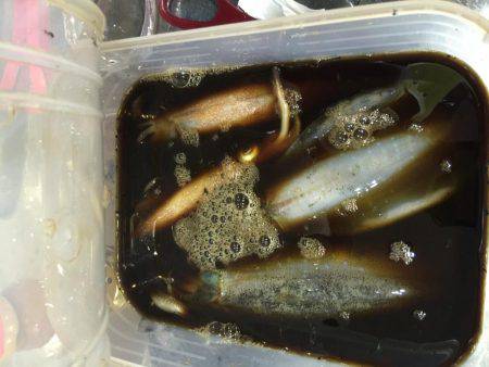 イカ釣り  虎之介