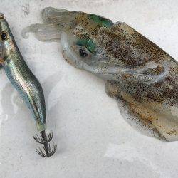 アオリイカちゃん