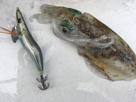 アオリイカちゃん