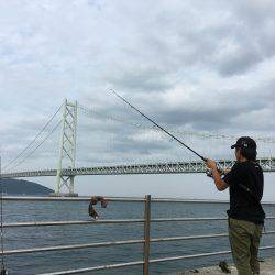 青物フィーバー