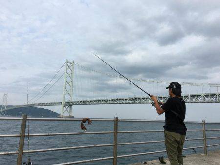 青物フィーバー