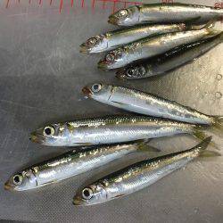 ウルメイワシ×10〜15センチ×30匹