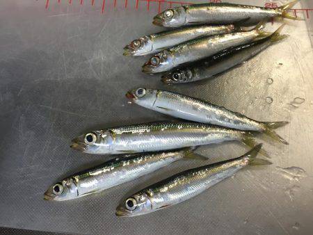 ウルメイワシ×10〜15センチ×30匹