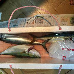 青物おったなぁ、、、