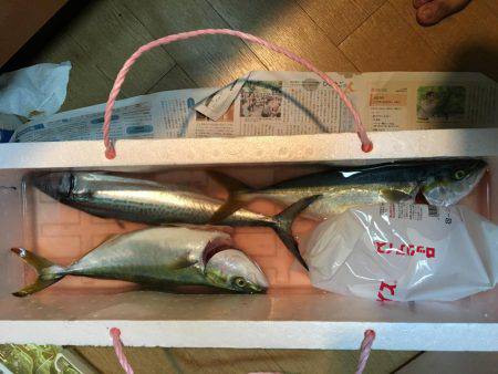 青物おったなぁ、、、