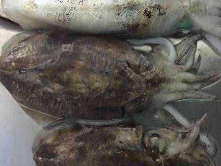 水潮渋々でした