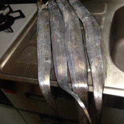 悪天候でもタチウオ