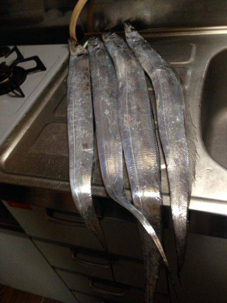 悪天候でもタチウオ