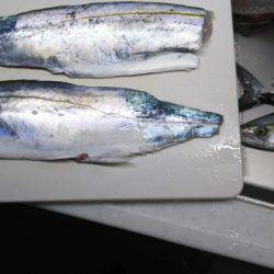 夕方に粘ってサゴシ