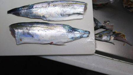 夕方に粘ってサゴシ